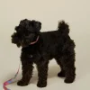 Donna Pet Lead L