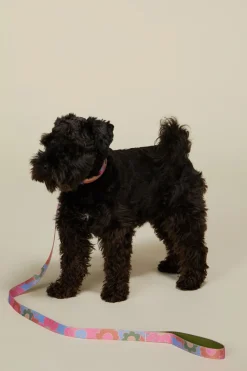 Donna Pet Lead L